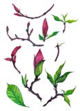 Odosobniony set magnoliowi pączki royalty ilustracja Odosobniony set magnoliowi pączki royalty ilustracja