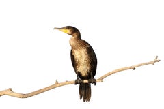 Odosobniony wielki kormoran zdjęcia stock Odosobniony wielki kormoran zdjęcia stock
