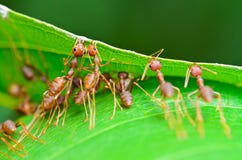Oecophylla smaragdina (common names include Weaver Ant, Royalty Free Stock Images Oecophylla smaragdina (common names include Weaver Ant, Royalty Free Stock Images