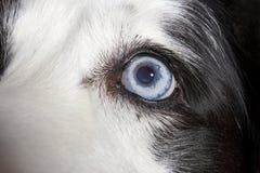 Oeil bleu de diamant de border collie Image stock Oeil bleu de diamant de border collie Image stock