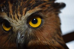 Oeil de hibou dans la cage image stock Oeil de hibou dans la cage image stock