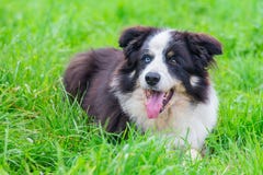 Oeil impair border collie se situant dans l'herbe Photo libre de droits Oeil impair border collie se situant dans l'herbe Photo libre de droits