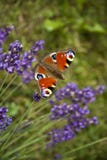 Oeil lumineux de paon de papillon d'été sur les fleurs pourpres sensibles de la lavande images stock Oeil lumineux de paon de papillon d'été sur les fleurs pourpres sensibles de la lavande images stock