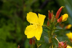 Oenothera che fiorisce dopo la pioggia nel giardino di estate fotografie stock Oenothera che fiorisce dopo la pioggia nel giardino di estate fotografie stock