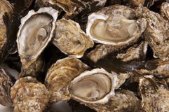 Oester royalty-vrije stock foto's Oester royalty-vrije stock foto's