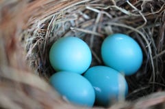 Oeufs Bleus D Oiseau Photos Stock Téléchargez 522 Photos