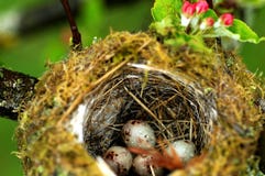 Oeufs dans l'emboîtement d'oiseaux image libre de droits Oeufs dans l'emboîtement d'oiseaux image libre de droits