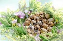 Oeufs de caille naturels dans le nid floral dans la lumière ensoleillée sur le fond bleu Joyeuses Pâques, ressort, concept sai image stock Oeufs de caille naturels dans le nid floral dans la lumière ensoleillée sur le fond bleu Joyeuses Pâques, ressort, concept sai image stock