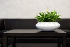 Office Interior Element: White Pot Of Spathiphyllum Green Houseplant On Dark-Brown Table Near A Black Leather Sofa. Green Office P