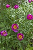 Officinalis di Paeonia immagine stock libera da diritti Officinalis di Paeonia immagine stock libera da diritti