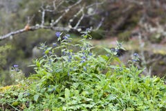Officinalis do anchusa da planta selvagem em uma montanha Fotografia de Stock Officinalis do anchusa da planta selvagem em uma montanha Fotografia de Stock