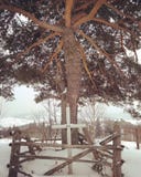 Ogni albero molto interessante fotografia stock libera da diritti Ogni albero molto interessante fotografia stock libera da diritti