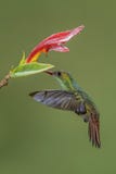 Ogoniasty hummingbird - Amazilia tzacatl zdjęcia stock Ogoniasty hummingbird - Amazilia tzacatl zdjęcia stock
