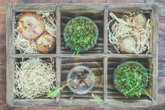 Ogrodnictwa i flancowania pojęcie Rozsady, ogrodowi narzędzia, bulwy zdjęcie stock Ogrodnictwa i flancowania pojęcie Rozsady, ogrodowi narzędzia, bulwy zdjęcie stock