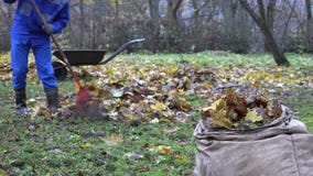 Ogrodniczka mężczyzna świntucha spadku liście i opróżniają furę podczas jesieni prac w jardzie 4K zdjęcie wideo Ogrodniczka mężczyzna świntucha spadku liście i opróżniają furę podczas jesieni prac w jardzie 4K zdjęcie wideo