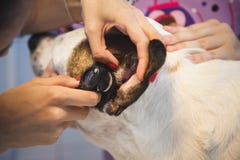 Ohr überprüfen durch den Tierarzt für Hund in der Tierarztklinik stockbild Ohr überprüfen durch den Tierarzt für Hund in der Tierarztklinik stockbild