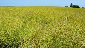 Oilseed rape crop is ripe in the yellow field.