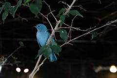 Oiseau bleu dans l'arbre images libres de droits Oiseau bleu dans l'arbre images libres de droits
