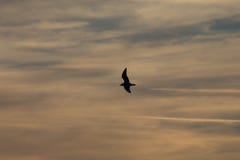 Oiseau contre des nuages de coucher du soleil Photographie stock Oiseau contre des nuages de coucher du soleil Photographie stock