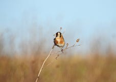 Oiseau de Carduelis de chardonneret/Carduelis équilibrant sur une brindille d'hiver dans un domaine ensoleillé image libre de droits Oiseau de Carduelis de chardonneret/Carduelis équilibrant sur une brindille d'hiver dans un domaine ensoleillé image libre de droits