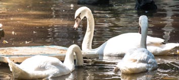 Oiseau de cygne dans l'eau photographie stock libre de droits Oiseau de cygne dans l'eau photographie stock libre de droits