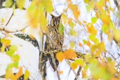 Oiseau de duc de proie parmi les feuilles colorées photo libre de droits Oiseau de duc de proie parmi les feuilles colorées photo libre de droits
