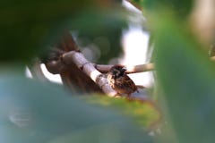 Oiseau, oiseau de moineaux se cachant dans des arbres forestiers de buissons photographie stock Oiseau, oiseau de moineaux se cachant dans des arbres forestiers de buissons photographie stock
