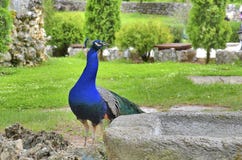 Oiseau de paon photos stock Oiseau de paon photos stock