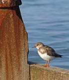 Oiseau Kentish de turnstone image stock Oiseau Kentish de turnstone image stock