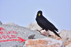 Oiseau Noir Avec Le Bec Jaune Image Stock Image Du Affiché