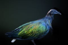 Oiseau Noir Avec Le Miroitement Bleu Et Vert Sur Le Fond