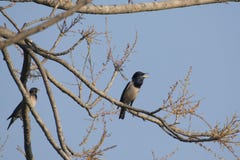 Oiseau : Paires de Rosy Starling Perched sur une branche d'arbre Photo libre de droits Oiseau : Paires de Rosy Starling Perched sur une branche d'arbre Photo libre de droits