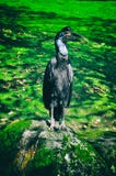 Oiseau se reposant sur la branche d'arbre dans la forêt ou la jungle tropicale photos libres de droits Oiseau se reposant sur la branche d'arbre dans la forêt ou la jungle tropicale photos libres de droits