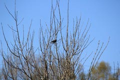 Oiseau sur l'arbre image stock Oiseau sur l'arbre image stock