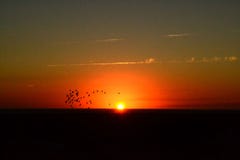 Oiseaux au coucher du soleil Le Trinidad, Cuba photographie stock libre de droits Oiseaux au coucher du soleil Le Trinidad, Cuba photographie stock libre de droits