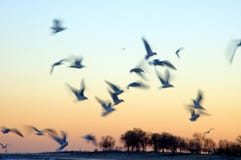 Oiseaux dans le mouvement au coucher du soleil images stock Oiseaux dans le mouvement au coucher du soleil images stock