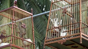 Oiseaux De Chant Jocosus De Pycnonotus Dans La Cage En