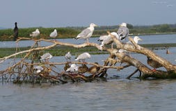 Oiseaux de delta de Danube image stock Oiseaux de delta de Danube image stock
