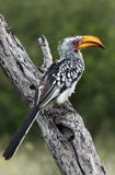 Oiseaux de la Tanzanie image stock Oiseaux de la Tanzanie image stock