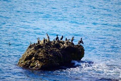Oiseaux de roche de mer photographie stock libre de droits Oiseaux de roche de mer photographie stock libre de droits