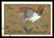 Oiseaux exotiques, le Roi Bird du paradis photos libres de droits Oiseaux exotiques, le Roi Bird du paradis photos libres de droits