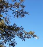 Oiseaux sauvages de cacatoès dans un arbre de gomme avec accrocher à l'envers comme des battes photographie stock libre de droits Oiseaux sauvages de cacatoès dans un arbre de gomme avec accrocher à l'envers comme des battes photographie stock libre de droits