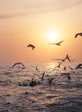 Oiseaux sur la mer Photo stock Oiseaux sur la mer Photo stock