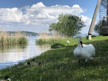 Oiseaux sur le Lac de Constance dans Kreuzlingen ou matrice Voegel oder Vogel AM Bodensee image libre de droits Oiseaux sur le Lac de Constance dans Kreuzlingen ou matrice Voegel oder Vogel AM Bodensee image libre de droits