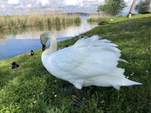 Oiseaux sur le Lac de Constance dans Kreuzlingen ou matrice Voegel oder Vogel AM Bodensee photo libre de droits Oiseaux sur le Lac de Constance dans Kreuzlingen ou matrice Voegel oder Vogel AM Bodensee photo libre de droits