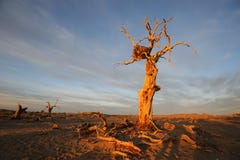 Oisolerade trees i höstgryning arkivfoto Oisolerade trees i höstgryning arkivfoto