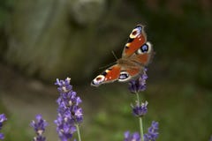 Ojo brillante del pavo real de la mariposa del verano en las flores púrpuras delicadas de la lavanda imagen de archivo Ojo brillante del pavo real de la mariposa del verano en las flores púrpuras delicadas de la lavanda imagen de archivo