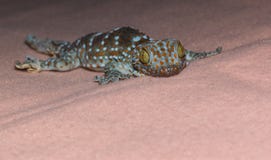 Ojo de la salamandra fotografía de archivo Ojo de la salamandra fotografía de archivo