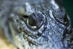 Ojos del cazador feroces y formidables de cocodrilos Cierre del ojo del cocodrilo para arriba fotos de archivo Ojos del cazador feroces y formidables de cocodrilos Cierre del ojo del cocodrilo para arriba fotos de archivo