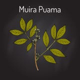 Olacoides de Muira Puama Ptychopetalum, ou madeira da potência, planta medicinal ilustração royalty free Olacoides de Muira Puama Ptychopetalum, ou madeira da potência, planta medicinal ilustração royalty free